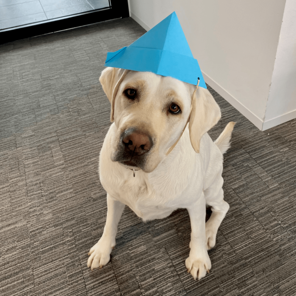 Limes Security Dog Ava